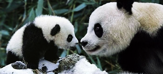 Cute panda bears